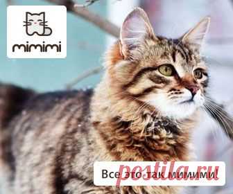 Калорийность ветчина