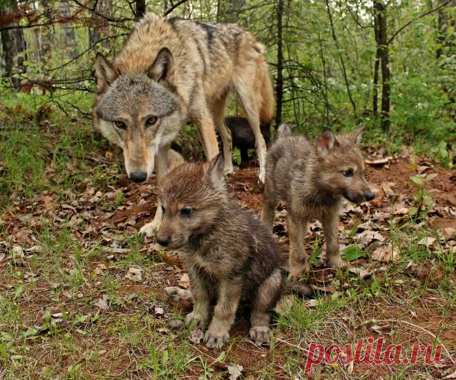 Mother is Never Far | (Captive) Taken at Minnesota Wildlife … | McKenzie Greenly | Flickr