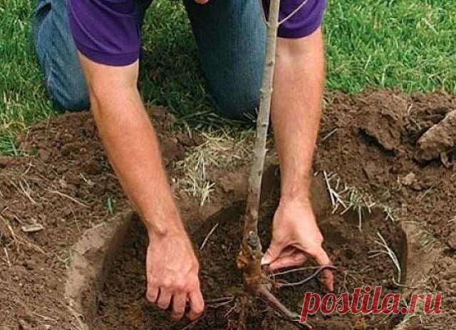 15 НАИБОЛЕЕ ЧАСТЫХ ОШИБОК ПРИ ПОСАДКЕ РАСТЕНИЙ