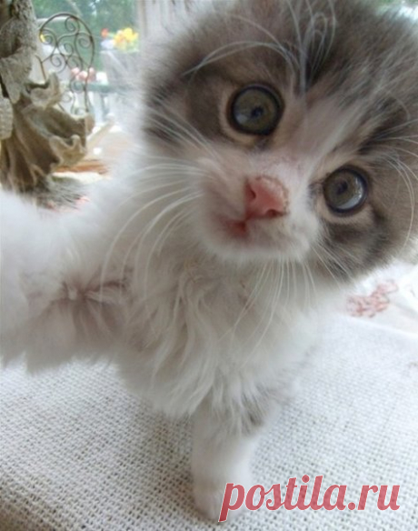 27 котов, которые круче всех делают селфи | Котомама на пенсии | Яндекс Дзен