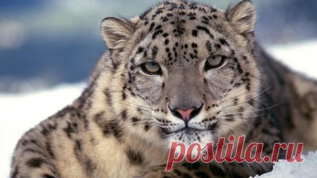 Ирбис скачать фото обои для рабочего стола