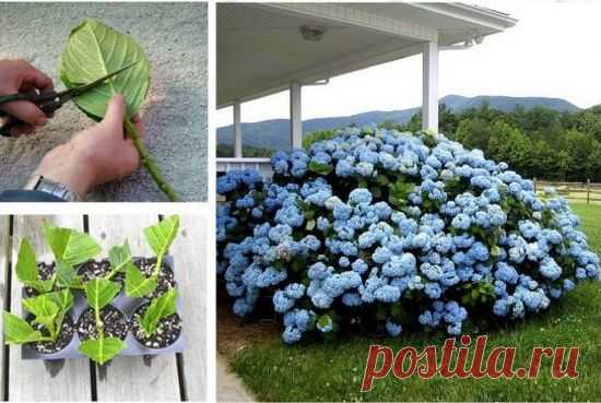 Расти HydrangeasCreative Идеи | Креативные Идеи
