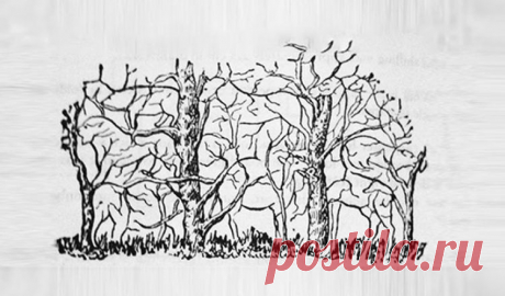 Первое животное, которое увидите на картинке, раскроет суть вашей личности Вот какой вы человек на самом деле!