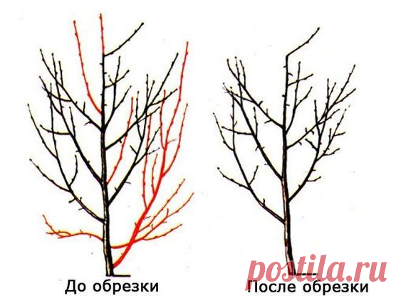 Правильная обрезка сливы – советы для начинающих (схемы, фото, видео) | В саду (Огород.ru)