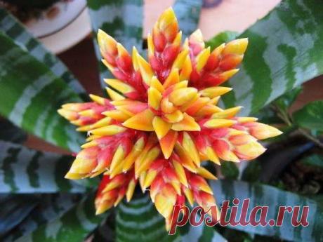 Bromeliad-mystery-is-Aechmea-chantinii.jpg (604×453)
