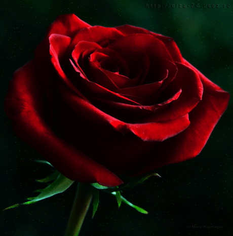 123722154.gif (650×658)
