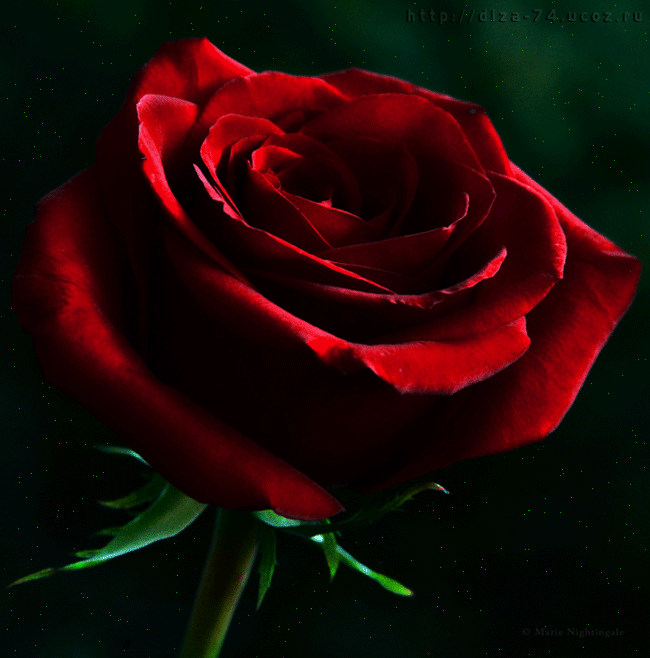 123722154.gif (650×658)