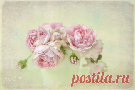 gentleness of summer