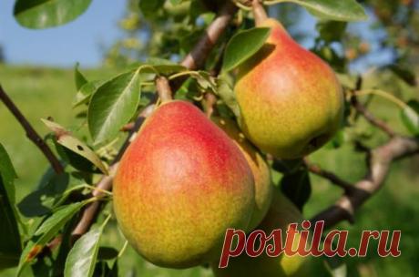 Сорта груши Дюшес летний