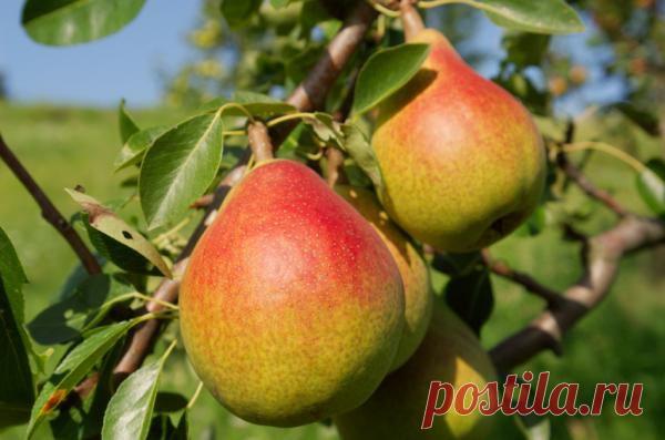 Сорта груши Дюшес летний