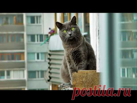 Про кошку. Музыка Владимира Сидорова. Стихи Натальи Фокиной. Исполняет Елена Трофименко. 2001 г.