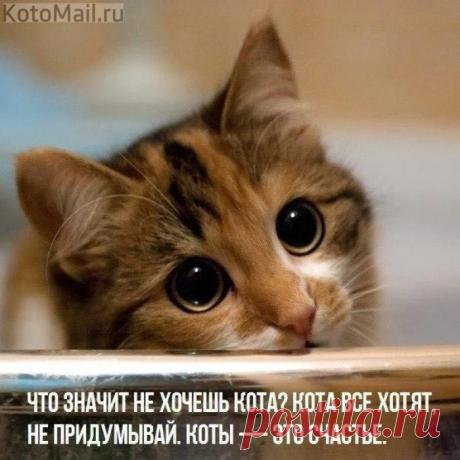 Коты - это счастье