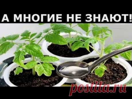 Вы не поверите, что можно использовать для подкормки рассады!