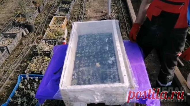 Мини-тепличка из пенопластового ящика и стретч-плёнки В данном обзоре автор показывает, как сделать мини-тепличку из пенопласта и стретч-плёнки. Ее можно использовать для проращивания семян и черенкования.Сам