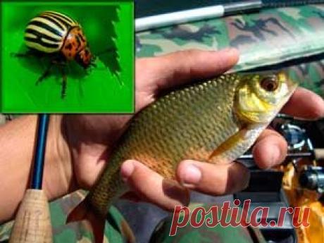 Рыбалка видео: Красноперка на колорадского жука