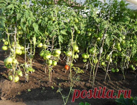 Вкусный Огород: Подкормка помидоров куриным пометом