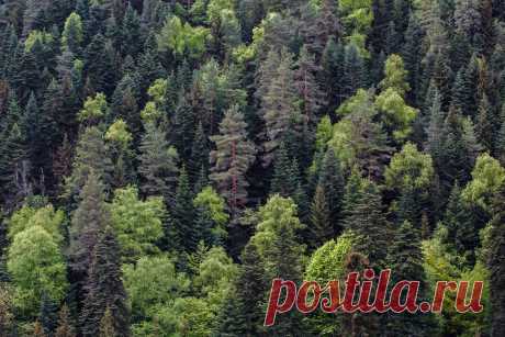 Фотограф Коркин Вадим (Korkin Vadim) - Горы,Лес,Теберда ... #1794235. 35PHOTO