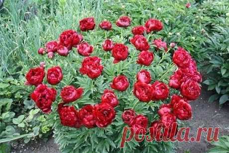 Одноклассники