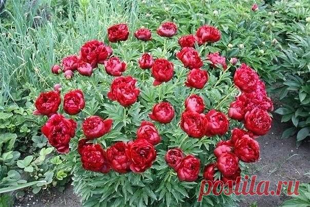 Одноклассники