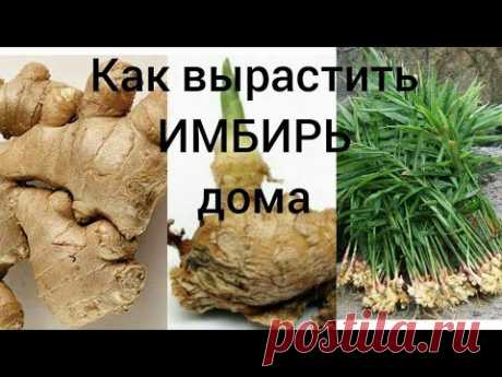 Вы перестанете покупать корень имбиря, когда узнаете, как просто его вырастить дома