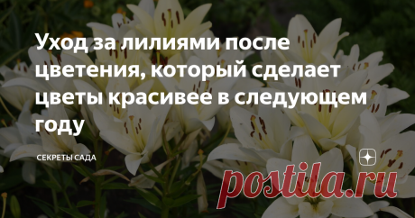 Уход за лилиями после цветения, который сделает цветы красивее в следующем году Хотите, чтобы лилии порадовали пышным цветением в следующем году? Важно правильно ухаживать за ними в этом.
Как все луковичные растения, именно после цветения лилия закладывает основы для следующего. Только если в первой половине сезона "акцент" идет на развитие надземной части (рост стеблей, листьев и, конечн