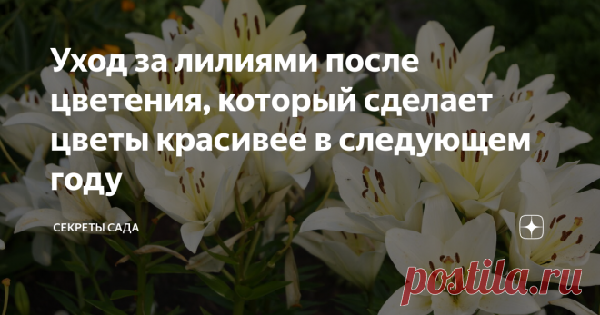 Уход за лилиями после цветения, который сделает цветы красивее в следующем году Хотите, чтобы лилии порадовали пышным цветением в следующем году? Важно правильно ухаживать за ними в этом.
Как все луковичные растения, именно после цветения лилия закладывает основы для следующего. Только если в первой половине сезона 