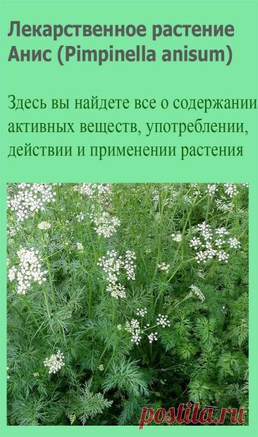 Лекарственное растение Анис (Pimpinella anisum). Однолетнее мелко-опушенное растение высотой от 30 до 50 см, Корень веретеновидный. Стебель круглый, желобчатый, вверху ветвистый. Нижние листья длинночерешковые, цельные, округло-сердцевидные, зубчатые; стеблевые листья однажды- или триждыперисторассеченные, ближе к верхушке доли листьев становятся все более мелкими.