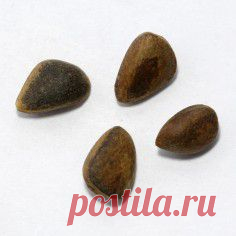 Семена кедровый стланик