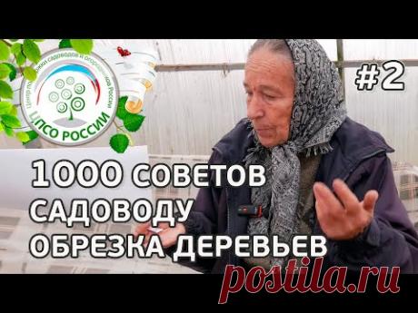 СОВЕТЫ ПО ОБРЕЗКЕ ПЛОДОВЫХ ДЕРЕВЬЕВ И УХОДУ ЗА САДОМ. ОТВЕТЫ НА ВОПРОСЫ ПО ОБРЕЗКЕ ДЕРЕВЬЕВ.
