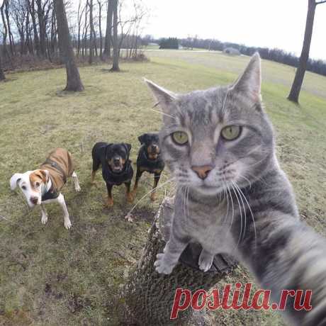 20 крутых животных, которые будто позируют для обложки музыкальных альбомов