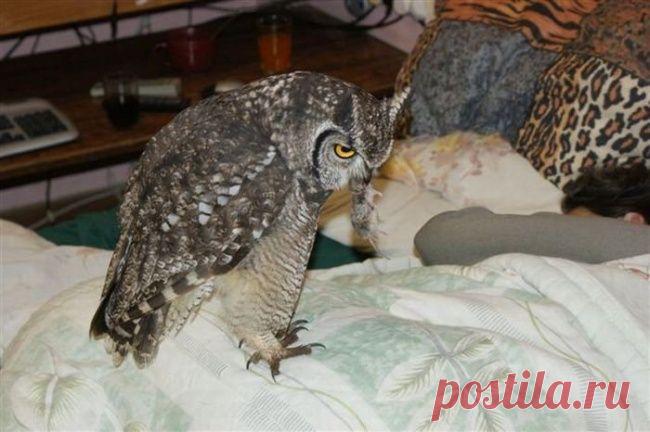 Парень выходил раненую сову, и вот как она отблагодарила его за спасение