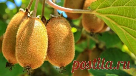 Киви от запоров - идеальное решение проблемы | БургерОК | Яндекс Дзен