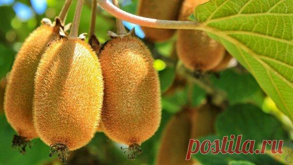 Киви от запоров - идеальное решение проблемы | БургерОК | Яндекс Дзен