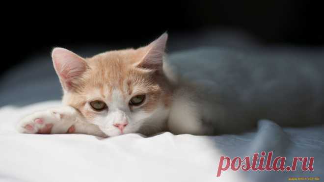 Обои Коты, обои для рабочего стола.