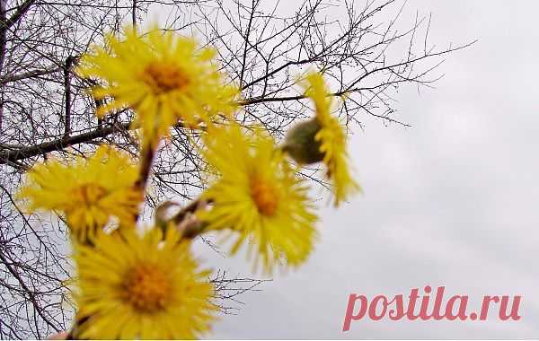 Цветы весны.

Не гугли…Вреден смысл ответа…
Не промелькнет наивно суть
в слепую щелочку просвета,
насквозь простреливая грудь,
а, растревоженная звоном,
прольется дождичком с небес
не громко и не монотонно,
неся в себе подспудно крест,
и, расцарапывая душу,
вонзит нежданно в сердце боль…
Не гугли.. Просто душу слушай…
Она поговорит с тобой.