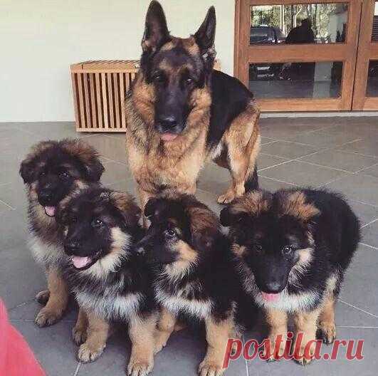 ♥ ЖИВОТНЫЕ ♥ ПРИРОДА ♥