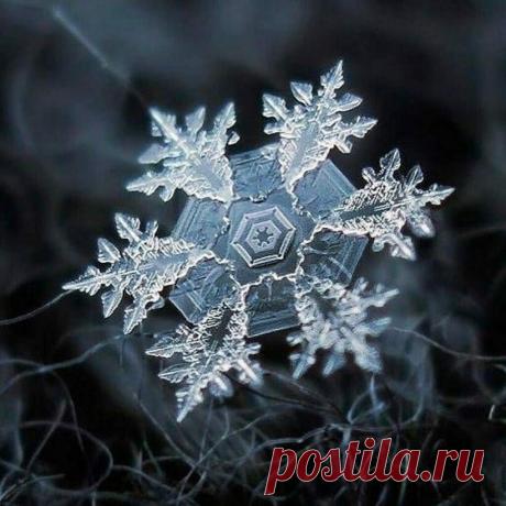 15 удивительных макрофотографий, позволяющих увидеть красоту в привычных вещах