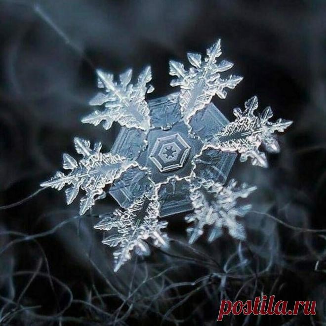 15 удивительных макрофотографий, позволяющих увидеть красоту в привычных вещах