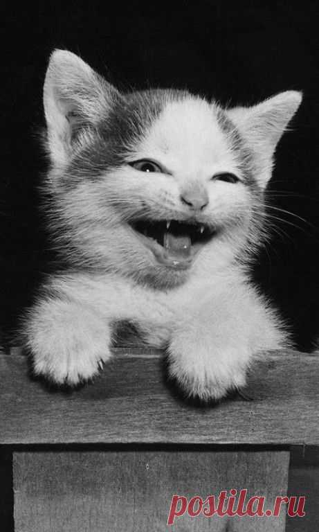 МУЗЫКА СЕРДЦА.СТИХИ
Алла Кожевникова(Пантелеева )