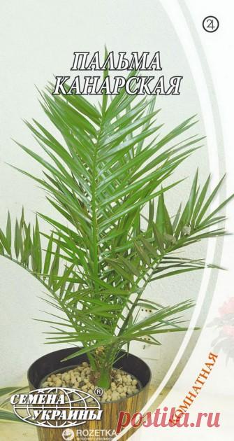 Пальма канарская 2 г 2 шт (Семена Украины) 
Пальма канарская 2 г 2 шт (Семена Украины) – купить на ➦ Rozetka.ua. ☎: (044) 537-02-22, 0 800 503-808. Оперативная доставка ✈ Гарантия качества ☑ Лучшая цена $