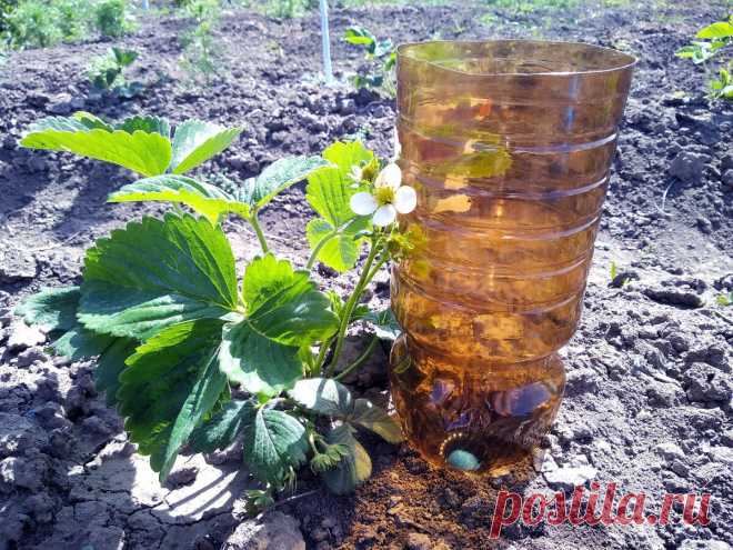 Сделал жене для грядок КЛАССНЫЙ полив из обычных бутылок, до сих пор благодарит | 6 соток