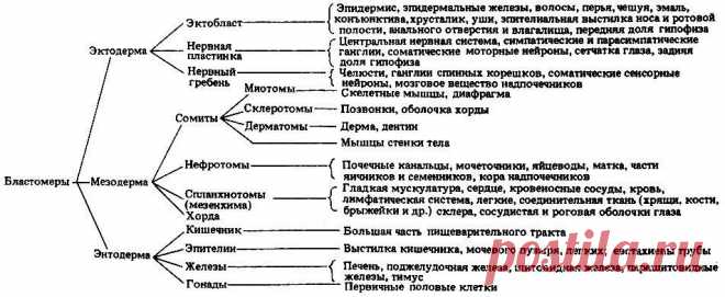 зародышевые листки и их производные таблица: 2 тыс изображений найдено в Яндекс Картинках