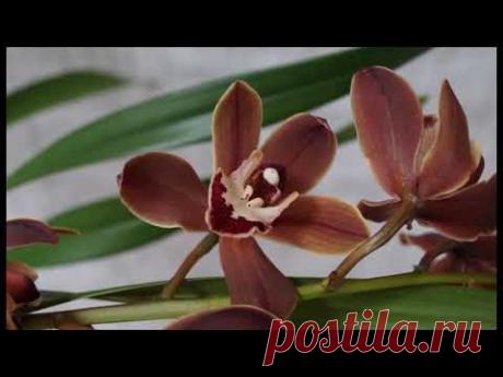 ЦИМБИДИУМЫ: пересадка с комментариями:))