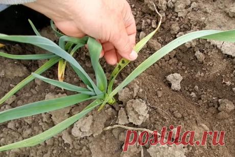 Что делать, если увидели желтые листья на чесноке: возьмите 2 ложки аммиака