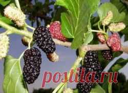 Шелковица – полезные свойства