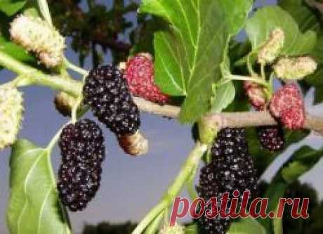 Шелковица – полезные свойства