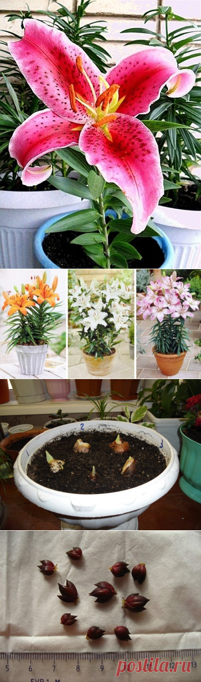 Можно ли вырастить лилии в домашних условиях из семян?