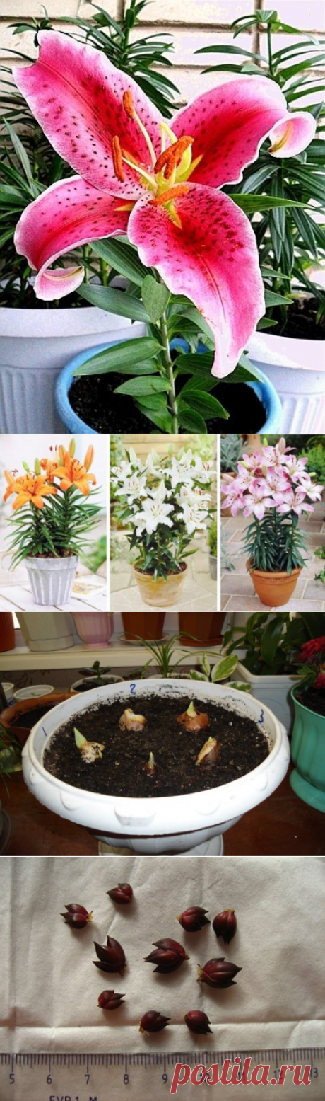 Можно ли вырастить лилии в домашних условиях из семян?