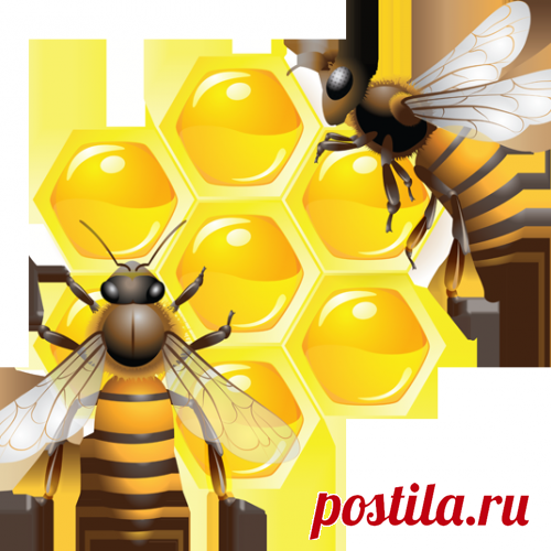 Что будет, если есть мед каждый день...