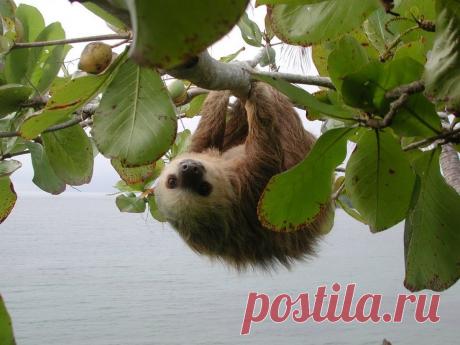 Новые фотографии милые и смешные животные.